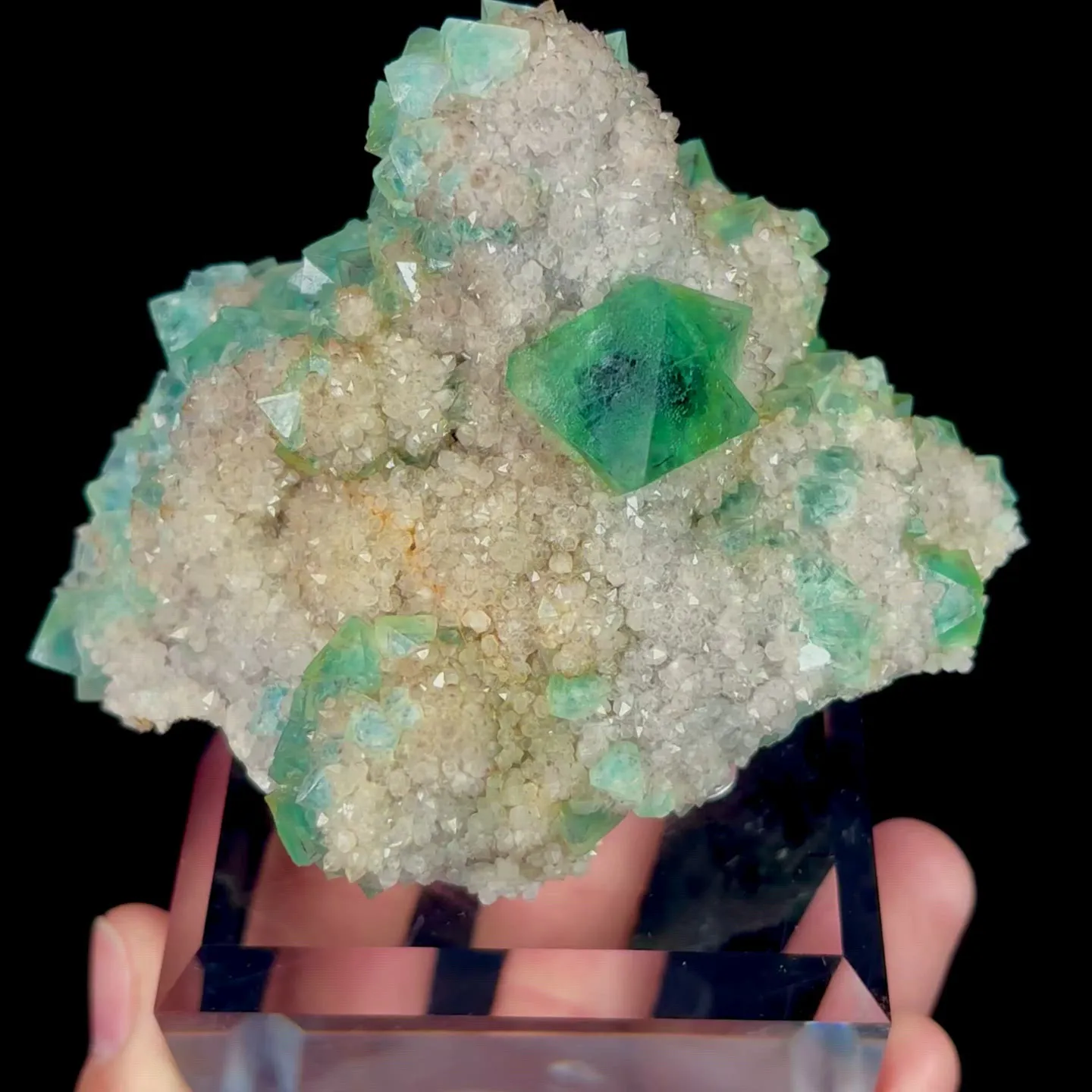 specimen video