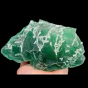 specimen video