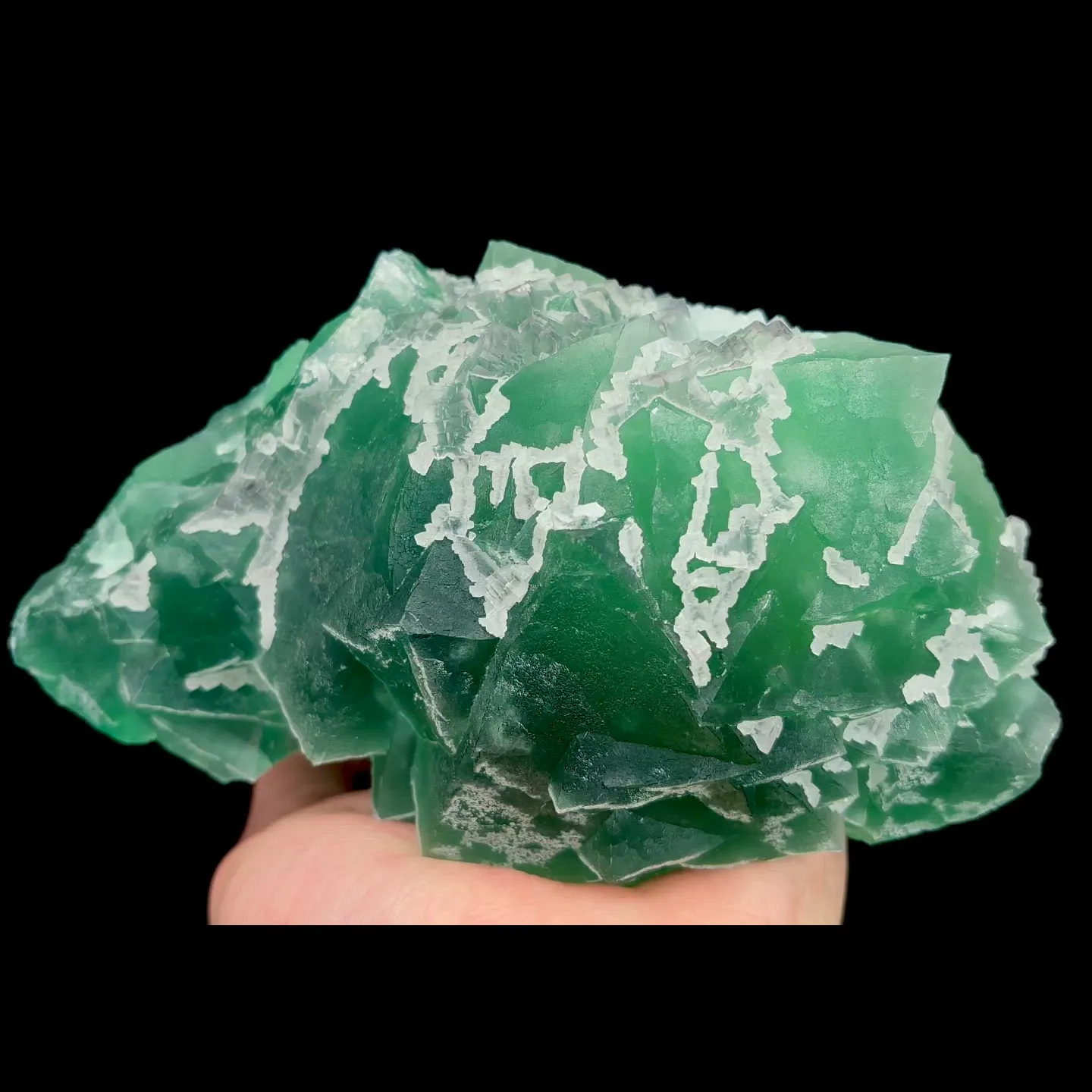 specimen video
