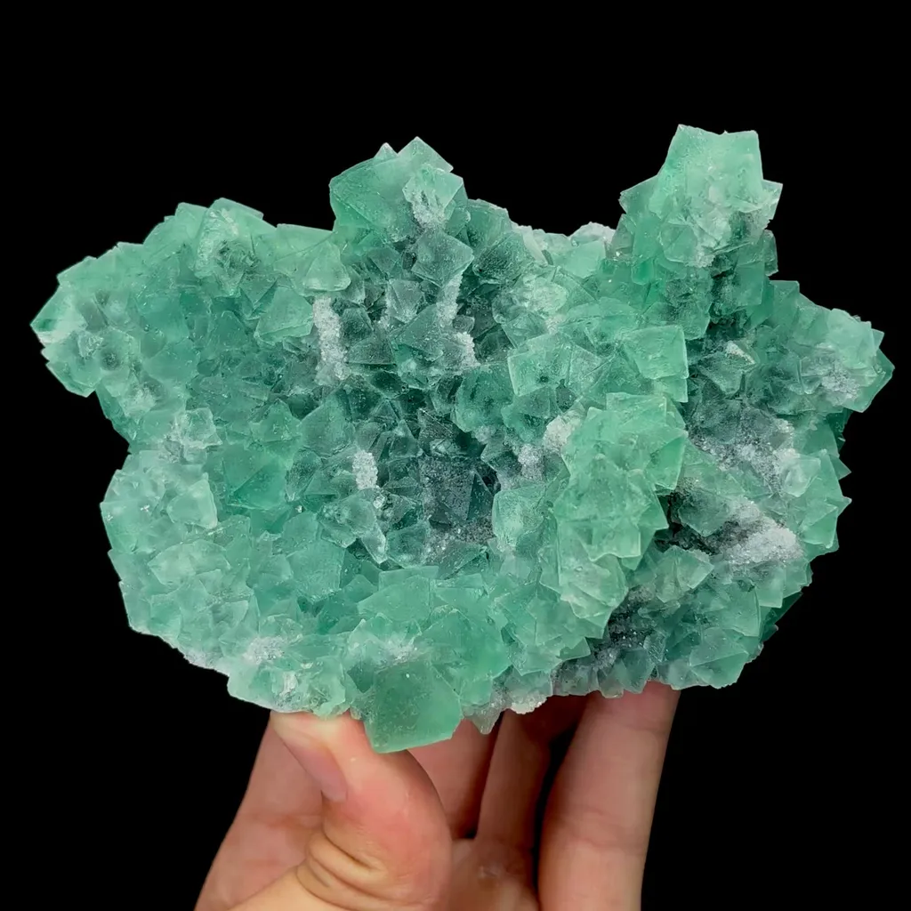 specimen video