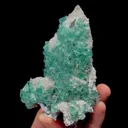 specimen video
