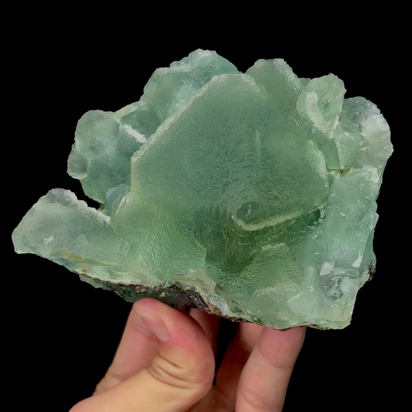 specimen video