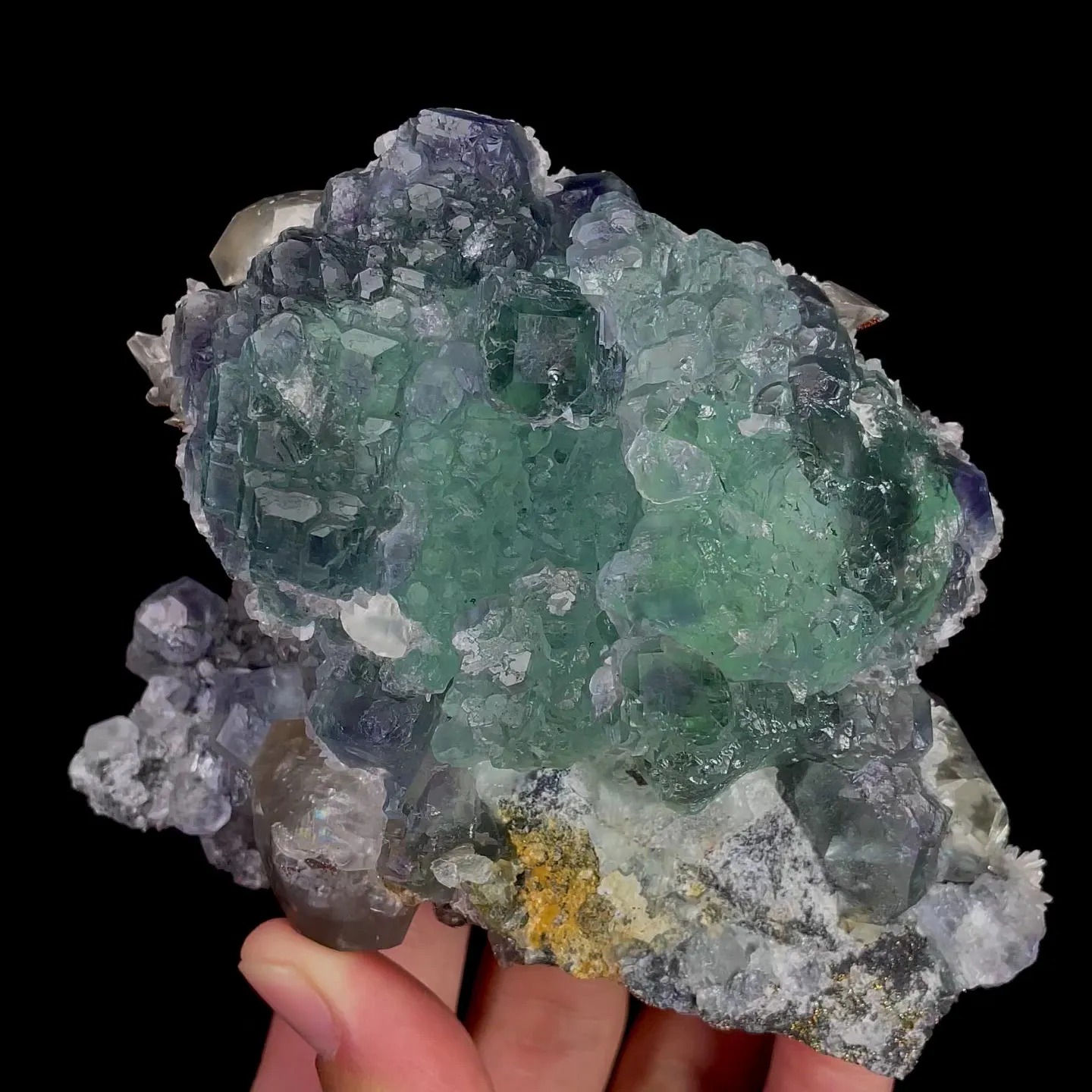 specimen video