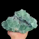 specimen video