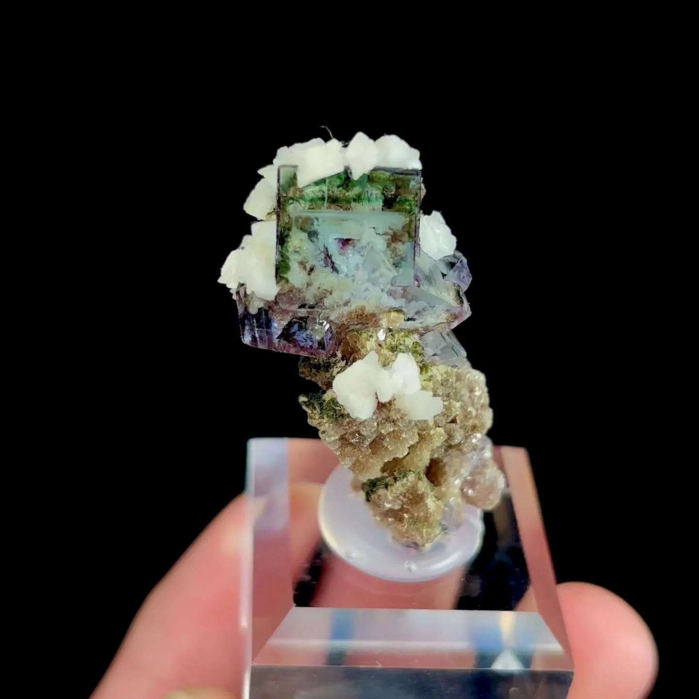 specimen video
