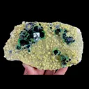 specimen video