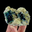 specimen video