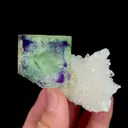 specimen video