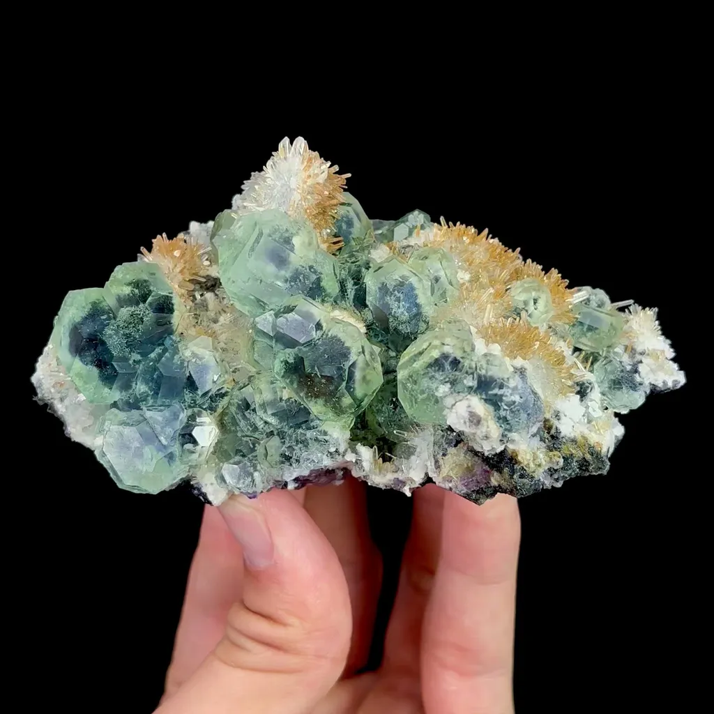 specimen video