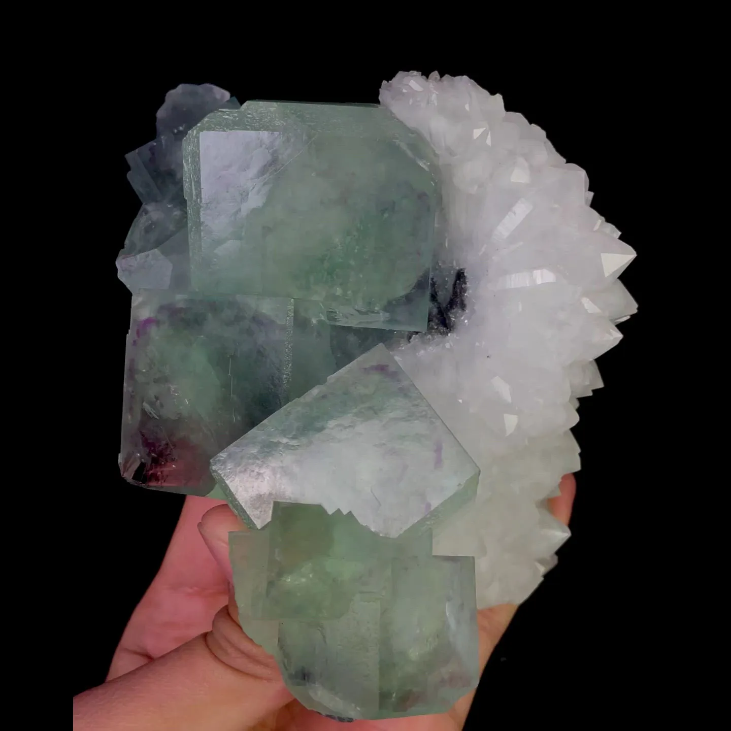 specimen video