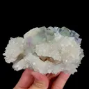 specimen video