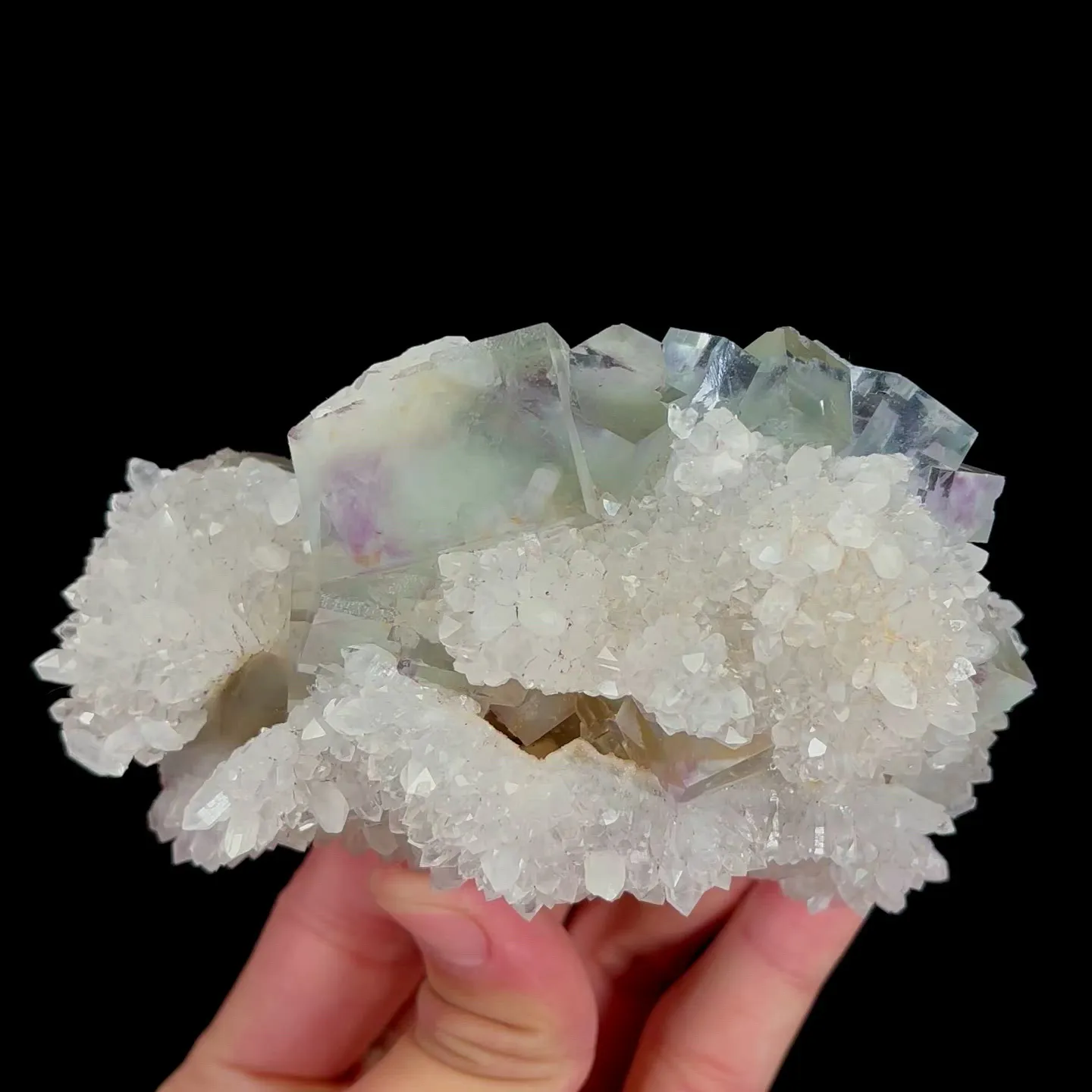specimen video