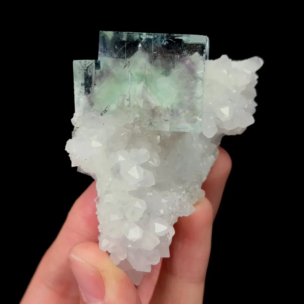 specimen video