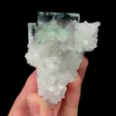 specimen video