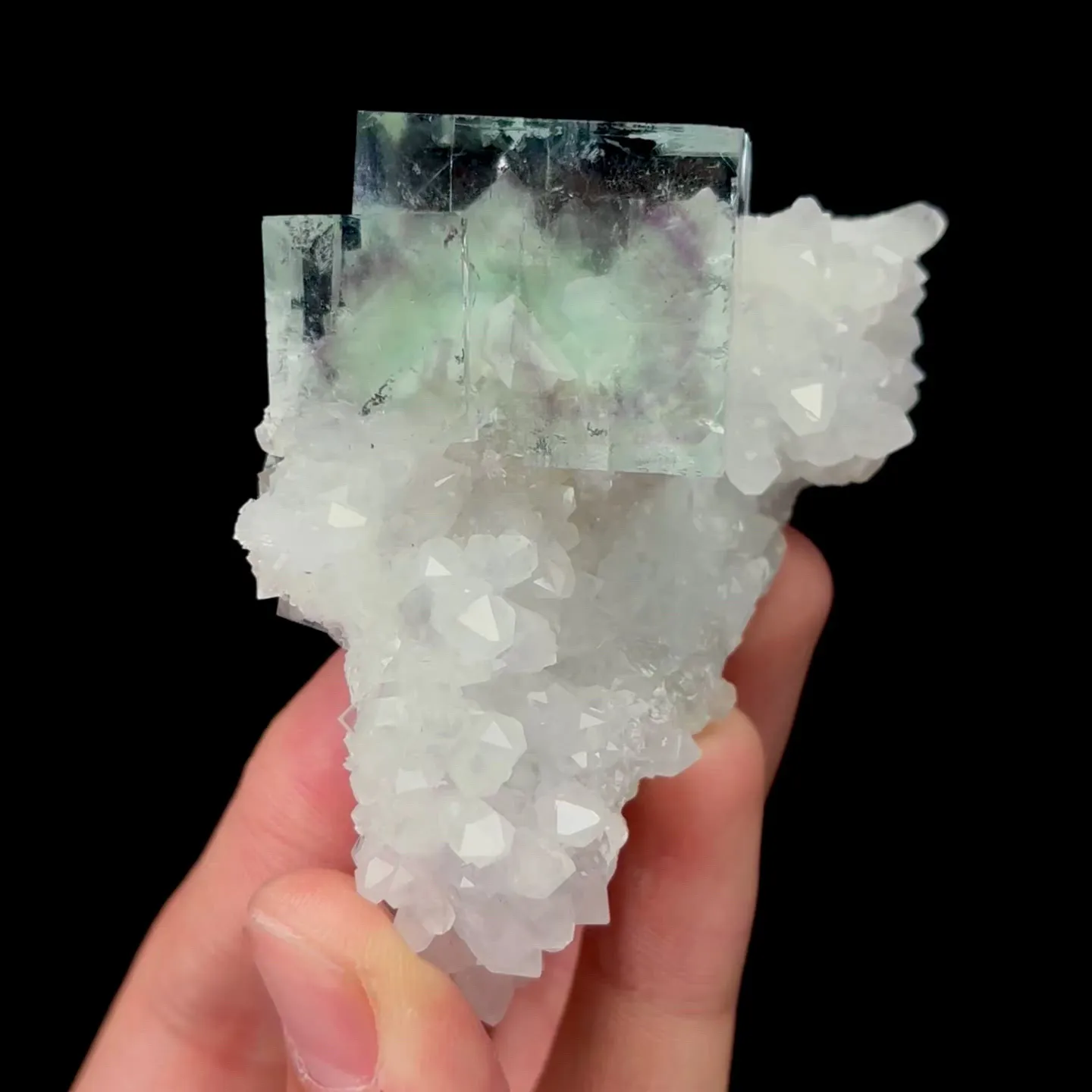 specimen video