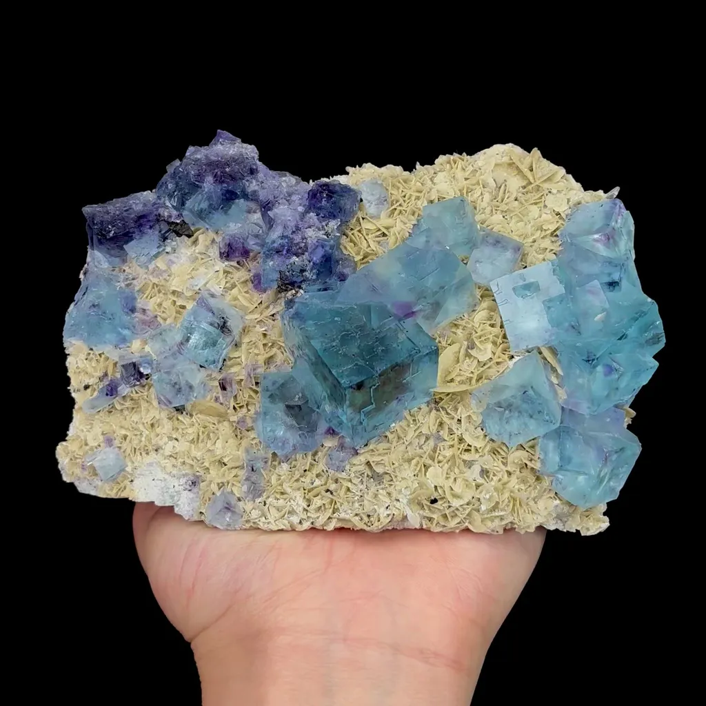 specimen video
