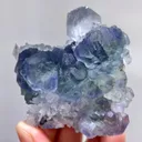 specimen video