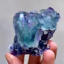 specimen video