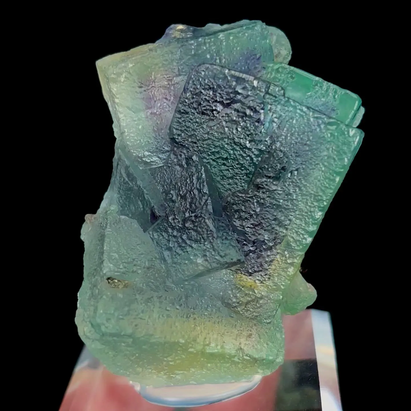specimen video