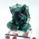 specimen video