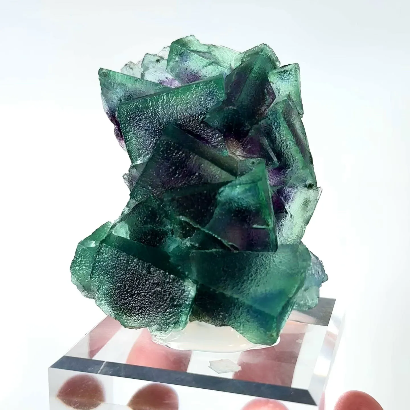 specimen video