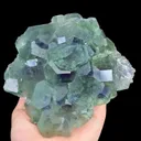 specimen video