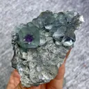 specimen video