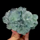 specimen video