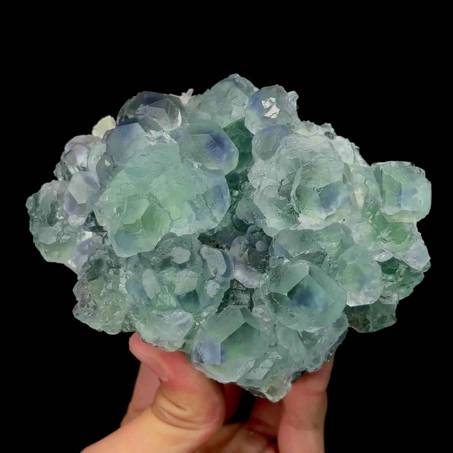 specimen video