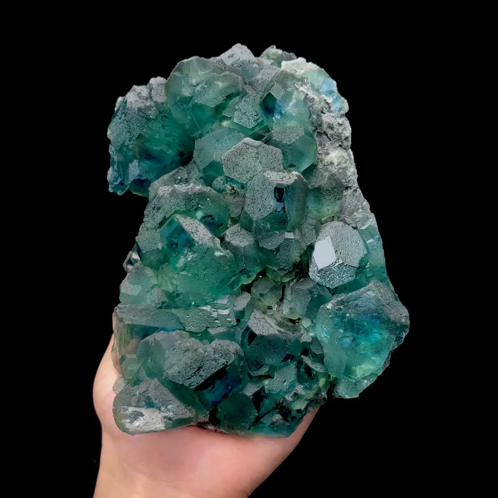 specimen video