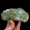 specimen video
