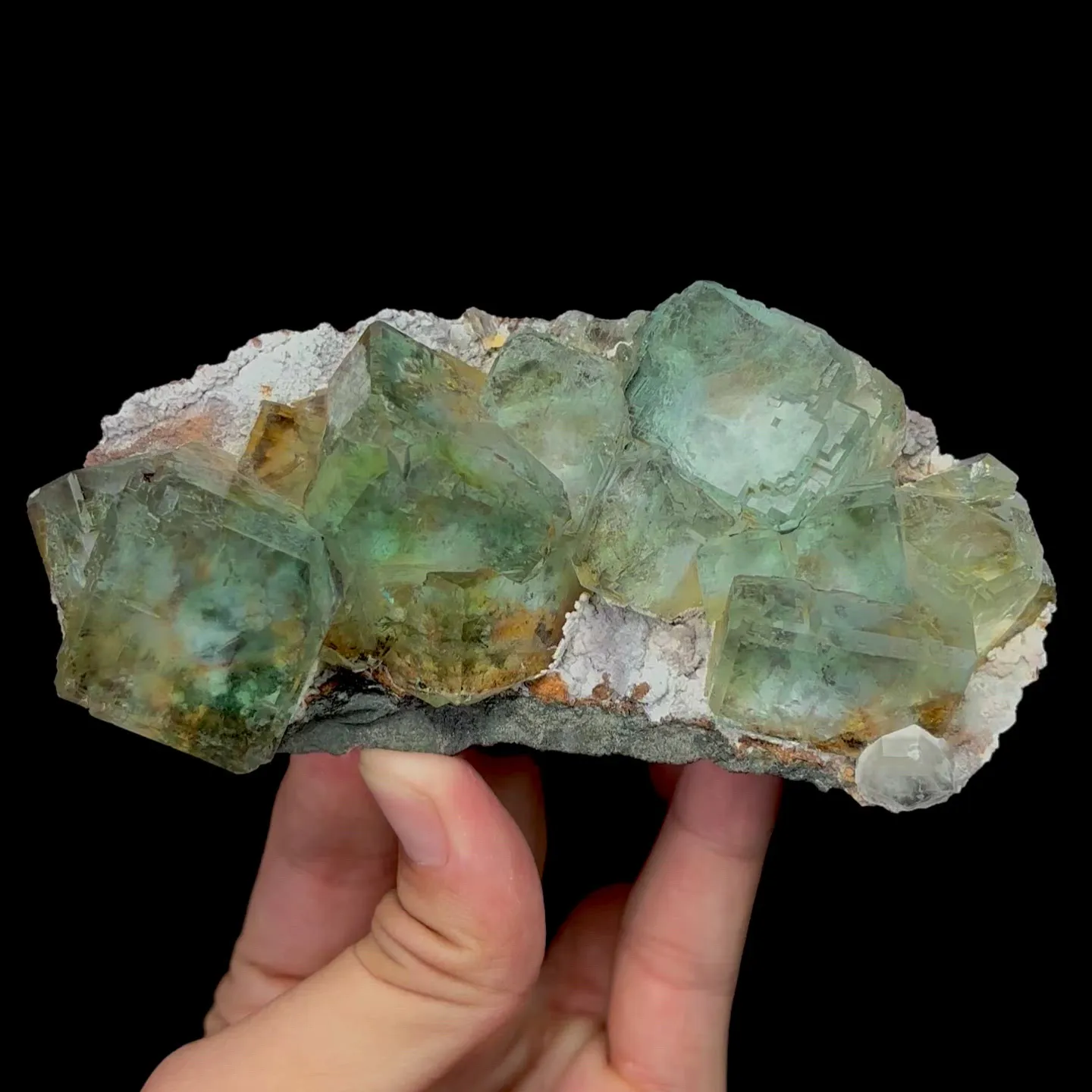 specimen video
