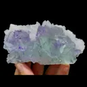 specimen video