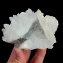 specimen video