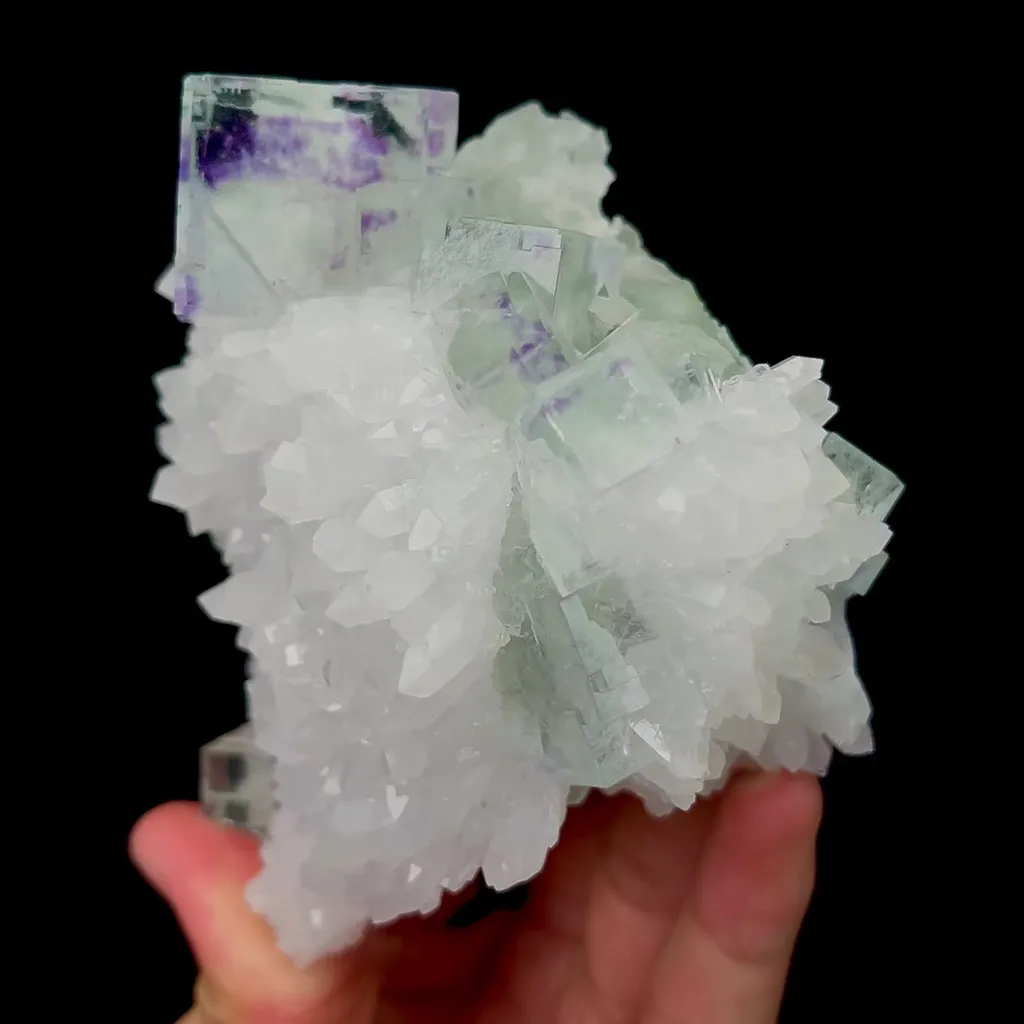 specimen video