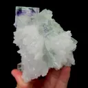 specimen video