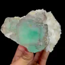 specimen video