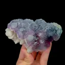 specimen video