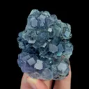 specimen video