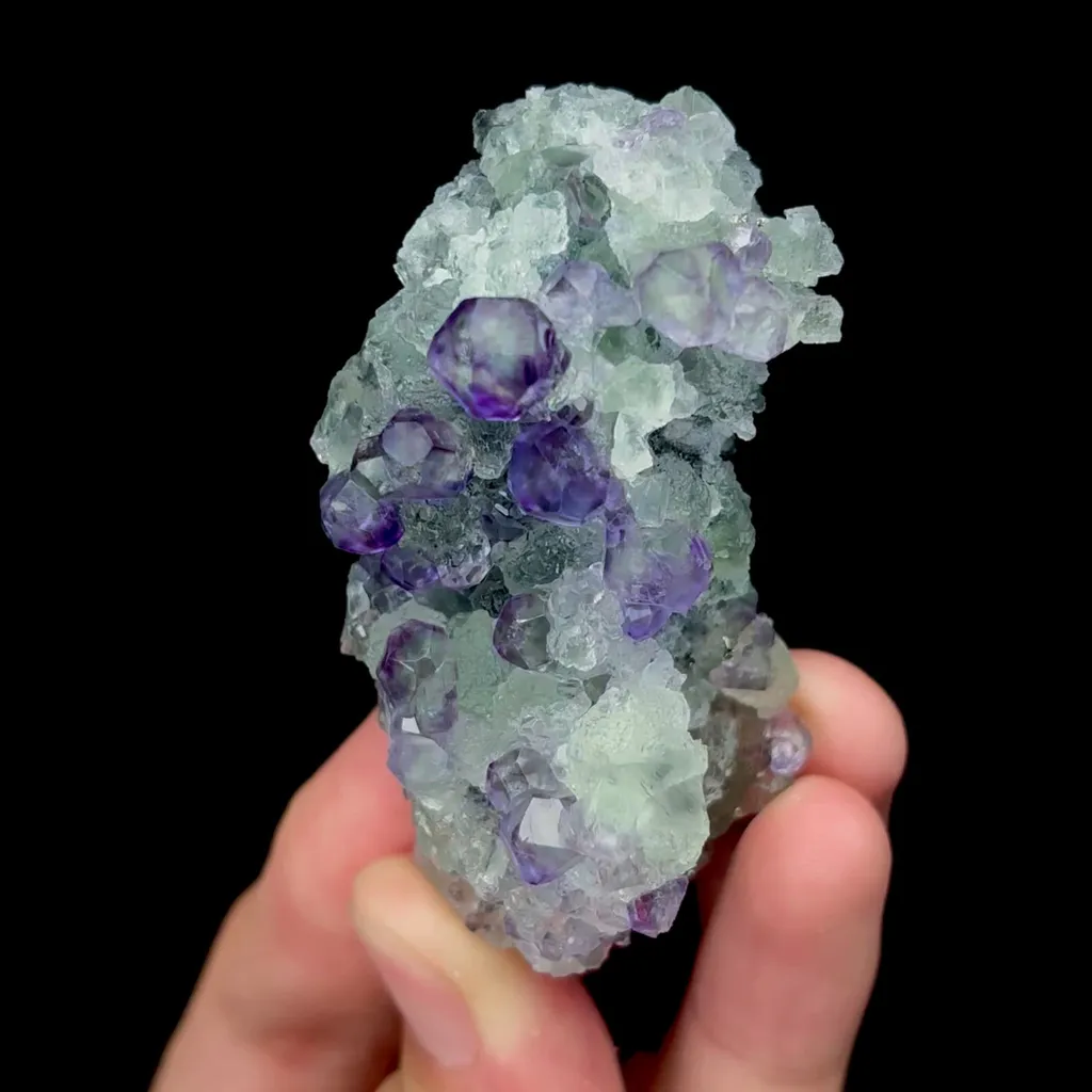 specimen video