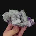 specimen video