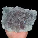 specimen video