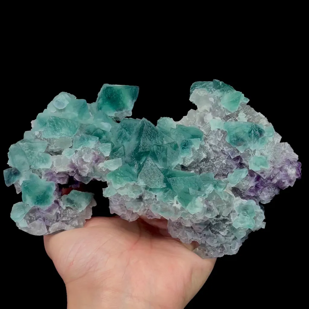 specimen video