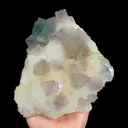 specimen video