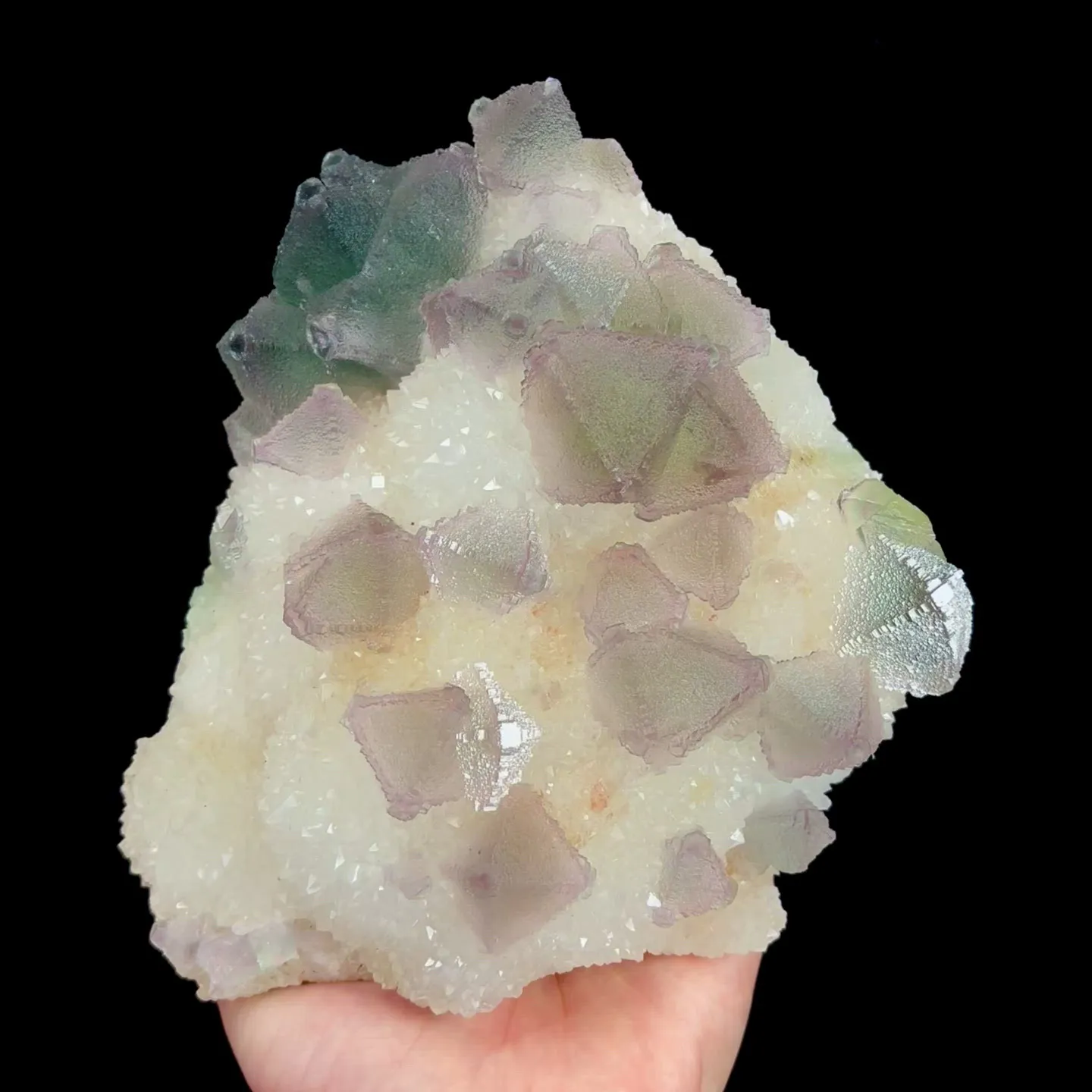 specimen video