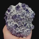 specimen video