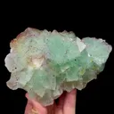 specimen video