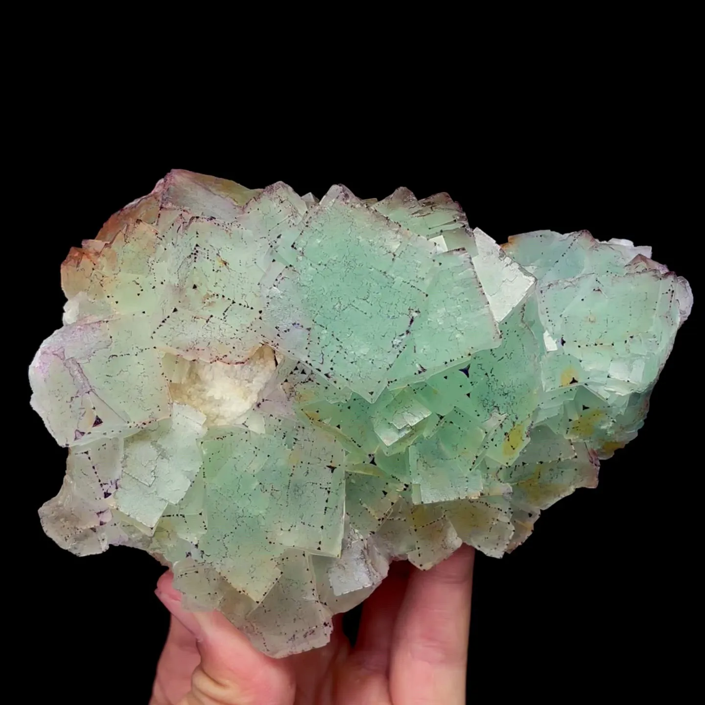 specimen video