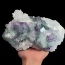 specimen video
