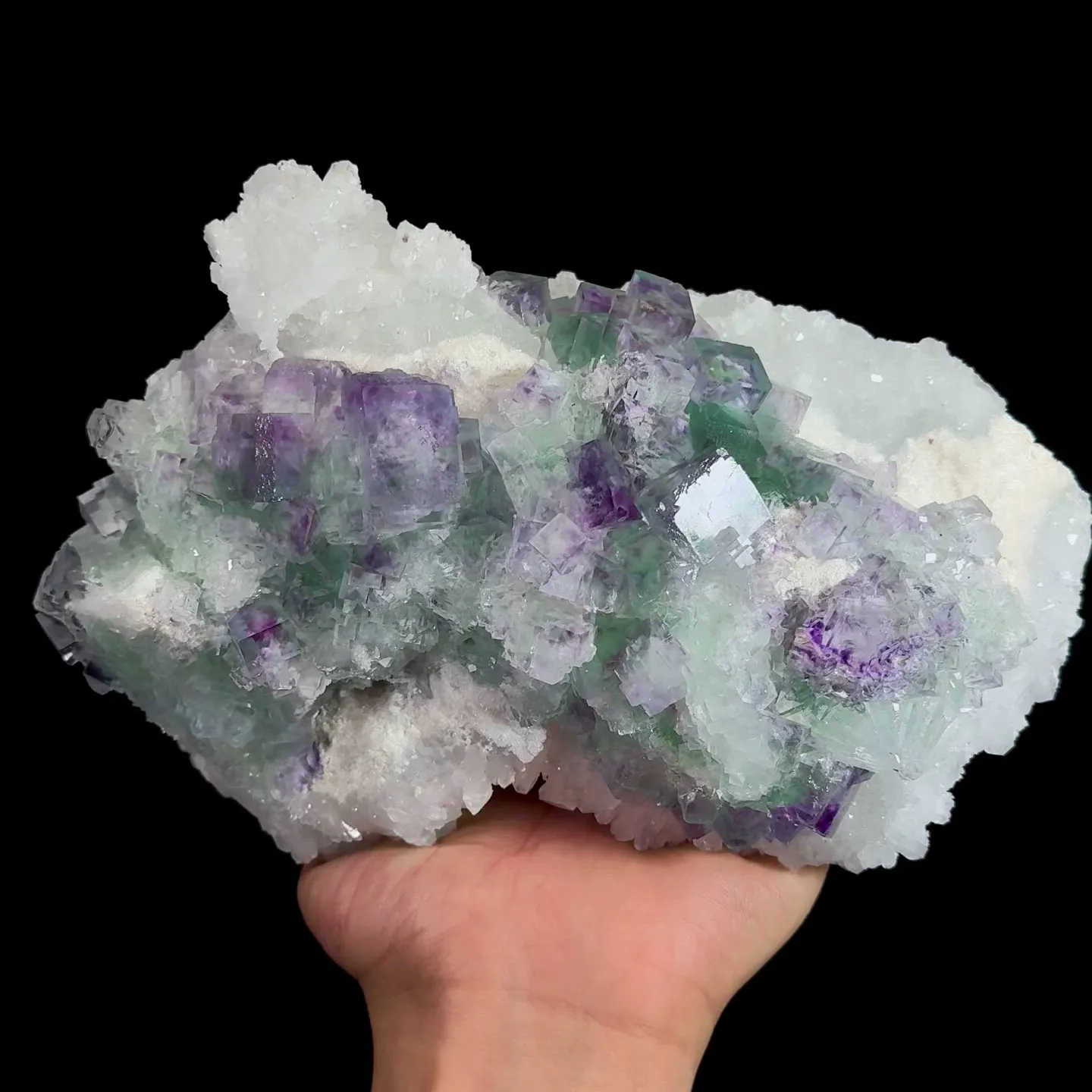 specimen video